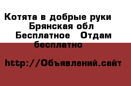Котята в добрые руки  - Брянская обл. Бесплатное » Отдам бесплатно   